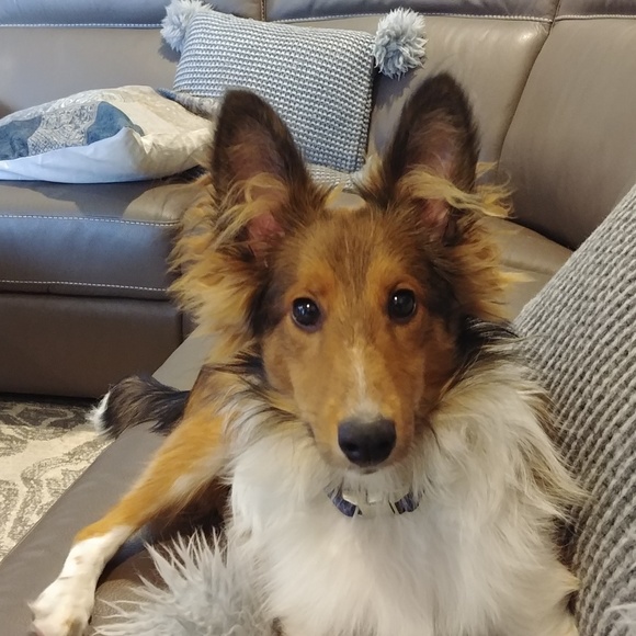 Meet your Posher, Jennifer - Picture 1 of 1